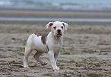 BOULEDOGUE AMERICAIN 132